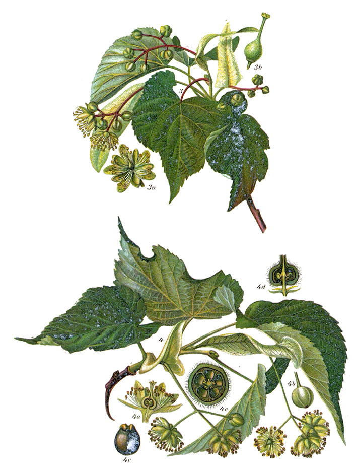 Winterlinde und Sommerlinde